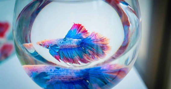 how to clean betta fish tank