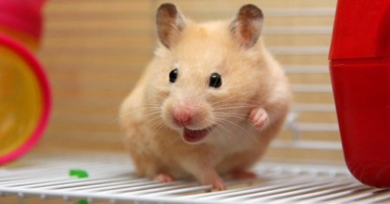 is hamster good pet