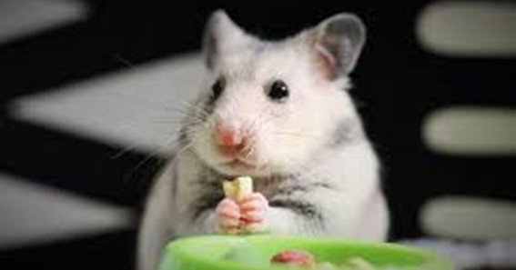 what does hamster eat