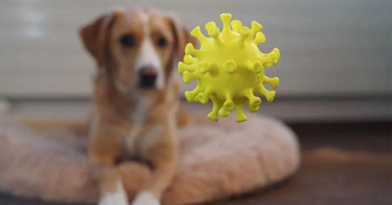 immune system for dogs