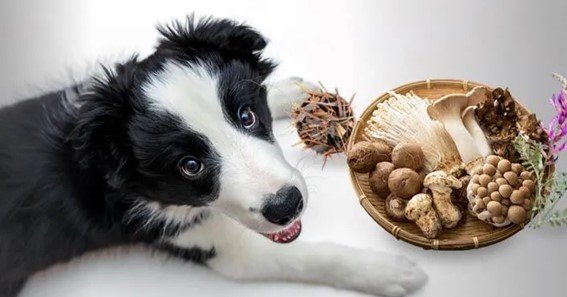 immunity booster for puppies