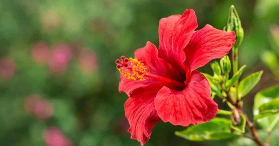 benefits of flower of jamaica