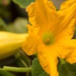 benefits of flower of squash