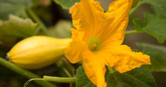 benefits of flower of squash