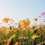 benefits of flowers in the environment