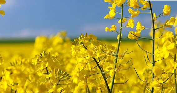 Benefits Of Flowers Of Sulphur: Uses You Should Know