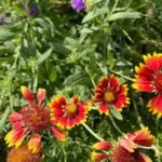 flower gardening in arizona