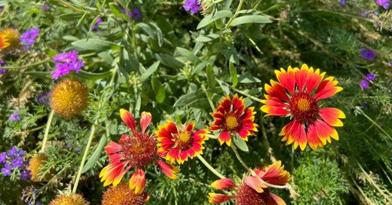 flower gardening in arizona