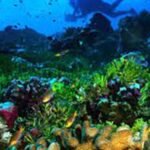 how do marine animals use carbon