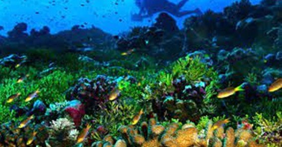 how do marine animals use carbon