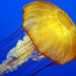 how do marine animals use phosphorus