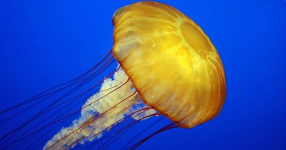 how do marine animals use phosphorus