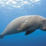 which marine animal is known as sea cow