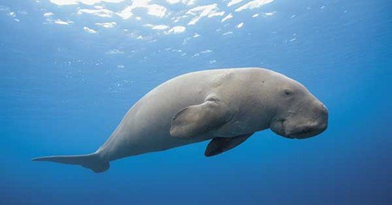 which marine animal is known as sea cow