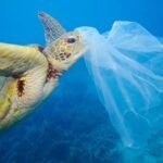 which marine animal is most affected by plastic