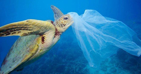 which marine animal is most affected by plastic