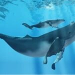 which marine animals use echolocation