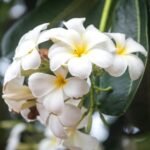 white tropical flower tree